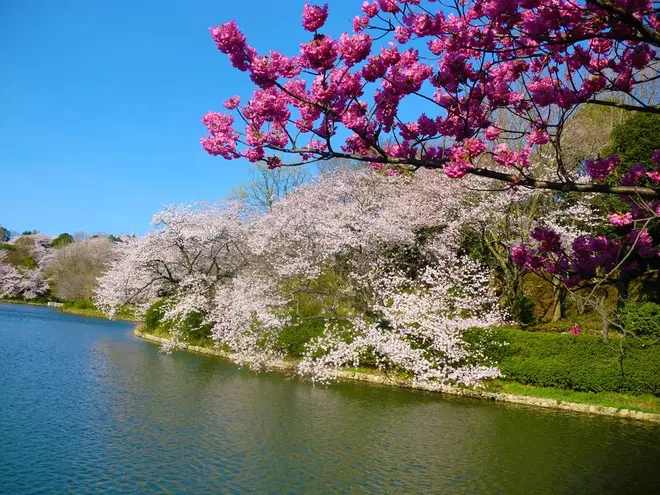 「日本のさくら名所100選」に選ばれた三ッ池公園のサクラ