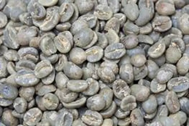 選別されたコーヒー豆