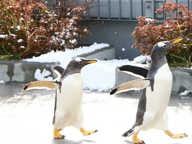 ウィンターペンギンパレード イメージ