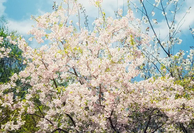 山桜 3月下旬-4月中旬