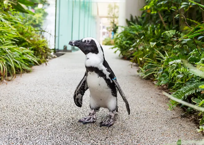 サンシャイン水族館 ペンギン イメージ