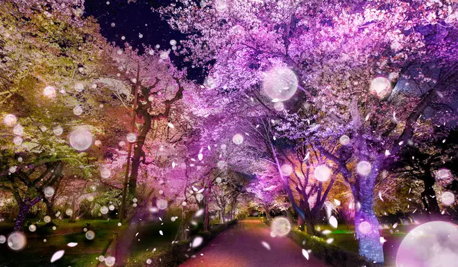 清流園「桜の雫」