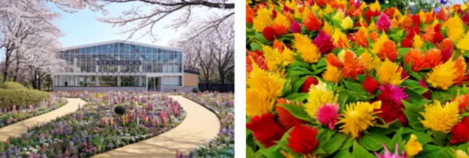 （左）「四季の庭」 ※写真は春の様子／（右）「ケイトウ」