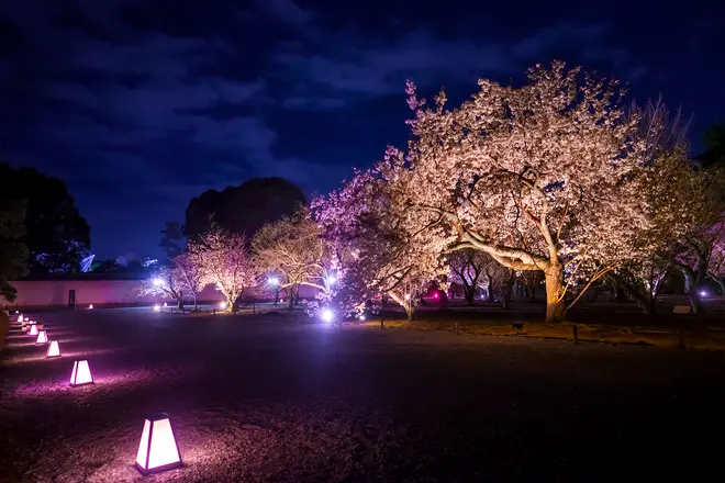 桜の園『ライトアップ』 イメージ
