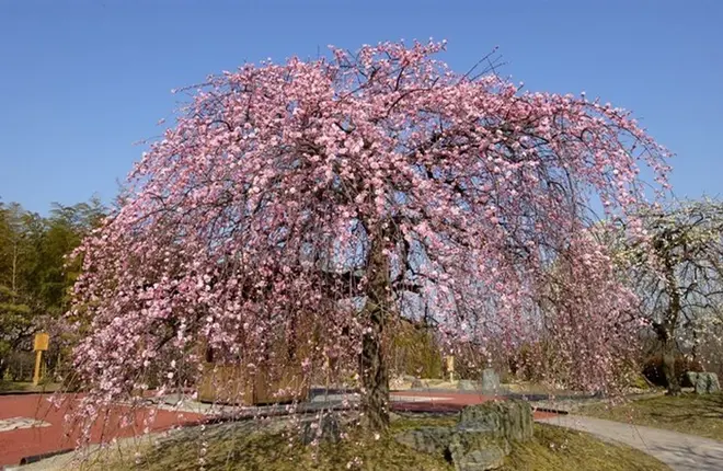 600本1種を越す梅の木の開花に合わせた 万博記念公園梅まつり が大阪で開催 Holiday ホリデー