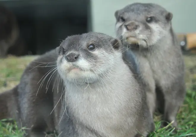 カワウソ イメージ
