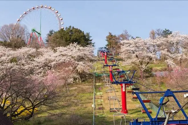 関東最大級2 500本の桜の祭典 さがみ湖さくら祭り イルミネーション 遊園地 桜の豪華コラボが実現 Holiday ホリデー
