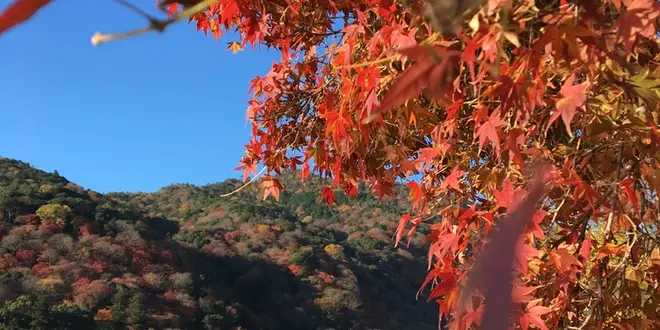 決定版！1泊2日で京都の紅葉を楽しむプラン