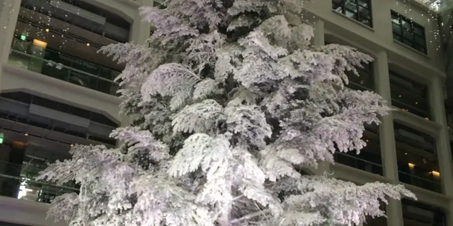 東京の大きなクリスマスツリーを見に行く
