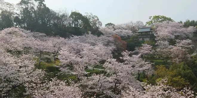 桜咲く菊池公園散策＆日本の名湯百選菊池温泉でつるつる美肌の温泉三昧