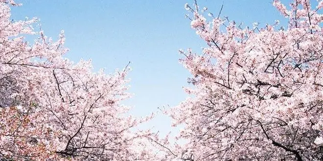 一度は行っておきたい桜の名所、上野公園。花見の後は、アメ横で昼呑みも！