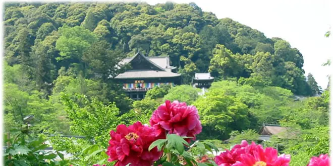 奈良、花と観音さまのお寺で楽しいお参りを…！