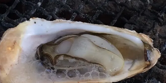 関西屈指の牡蠣生産地「赤穂・坂越（さこし）」で牡蠣と温泉を楽しもう！