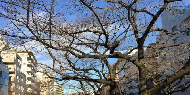 播磨坂から小石川植物園へ〜極上の散歩道が奏でる奇跡のハーモニー
