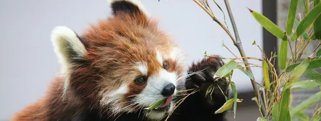 千葉市動物公園 ふれあい動物の里へ行くなら おすすめの過ごし方や周辺情報をチェック Holiday ホリデー