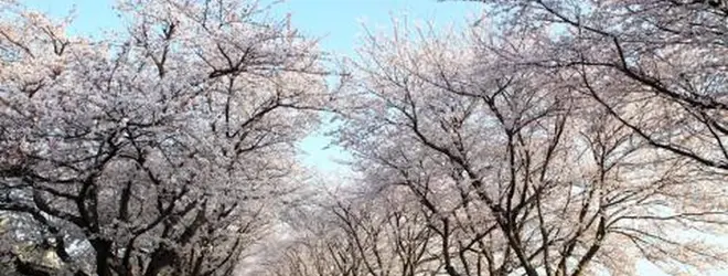 鍋田川堤桜並木へ行くなら おすすめの過ごし方や周辺情報をチェック Holiday ホリデー