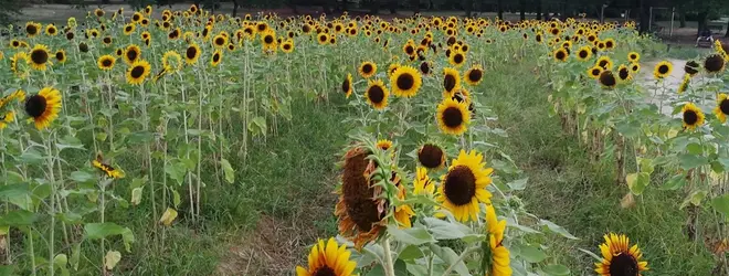 万博記念公園ひまわりフェスタへ行くなら おすすめの過ごし方や周辺情報をチェック Holiday ホリデー