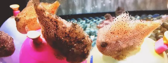 神戸市立須磨海浜水族園へ行くなら おすすめの過ごし方や周辺情報をチェック Holiday ホリデー