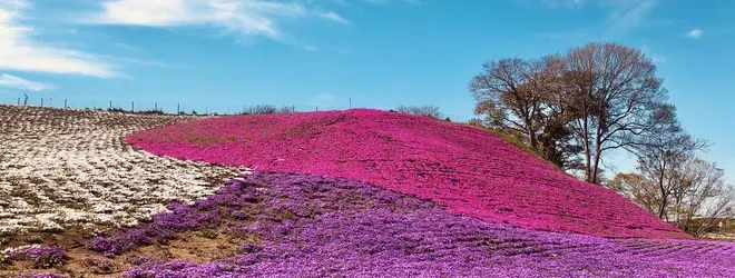 東京ドイツ村へ行くなら おすすめの過ごし方や周辺情報をチェック Holiday ホリデー