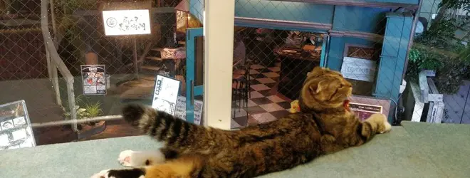 猫カフェ 猫喫茶 空陸家 渋谷スペイン坂店へ行くなら おすすめの過ごし方や周辺情報をチェック Holiday ホリデー