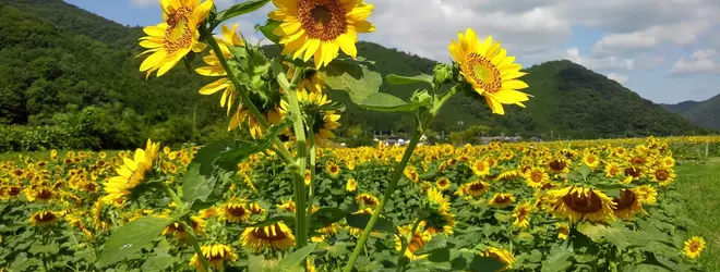 佐用町宝蔵寺ひまわり畑 夏季 へ行くなら おすすめの過ごし方や周辺情報をチェック Holiday ホリデー