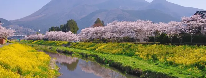 由布院 大分川岸桜並木へ行くなら おすすめの過ごし方や周辺情報をチェック Holiday ホリデー