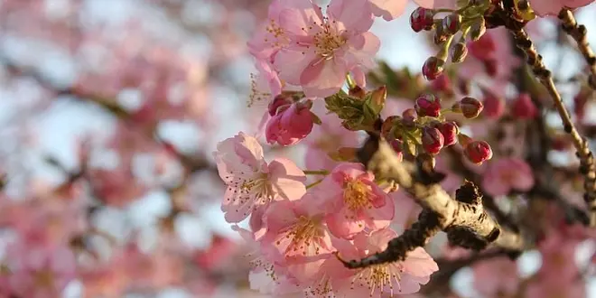 河津桜がかわいい♡井の頭公園でお花見&フォトジェニックなスイーツを楽しむ