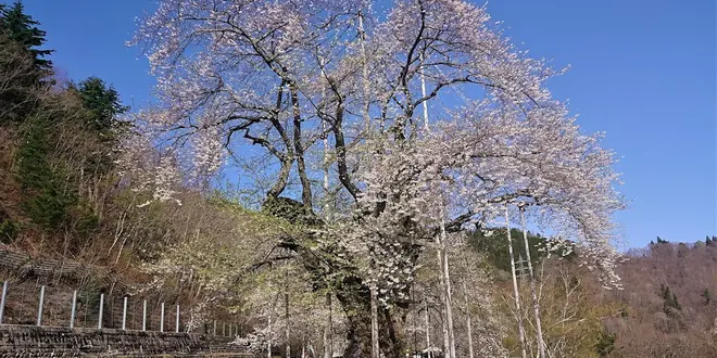 荘川桜ガイド