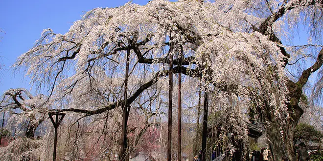 秩父のしだれ桜🌸の名利を訪ねて。秩父そばに奥秩父温泉宿♨️