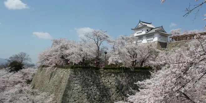 【岡山県】観光列車「SAKU美SAKU楽」に乗って津山を観光🌸