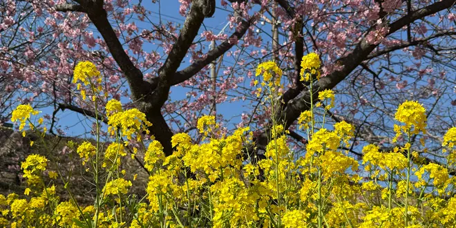【静岡 河津〜熱海】そうだ河津行こう🌸