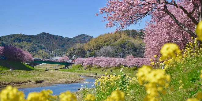 春を先取り🌸ふらっと河津桜
