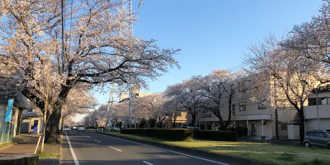 こんな時だから、外で桜を眺めて散歩