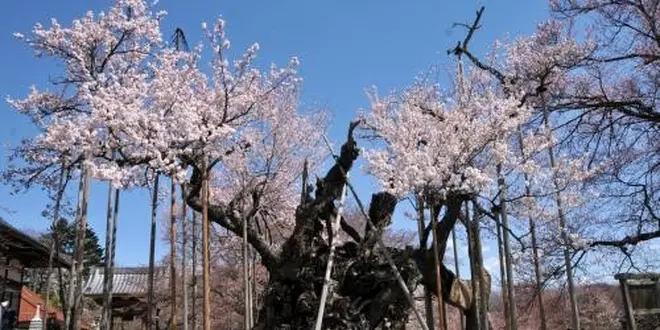 韮崎北杜サクラ巨木2本を巡る休日
