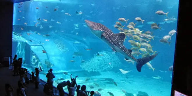 沖縄美ら海水族館に行くならば、美ら海「以外」も大事です