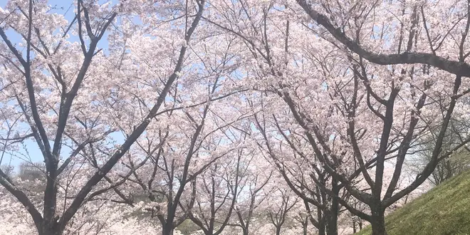 岐阜の満開な桜を満喫しよう！