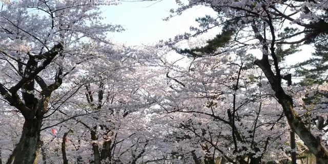 秋田の春を愛でるお花見ドライブ！？サイクリング！？よくばりプランをつくっちゃおう！