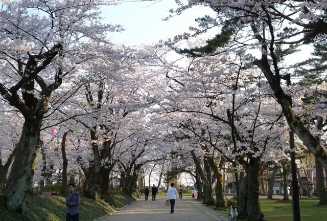秋田の春を愛でるお花見ドライブ！？サイクリング！？よくばりプランをつくっちゃおう！