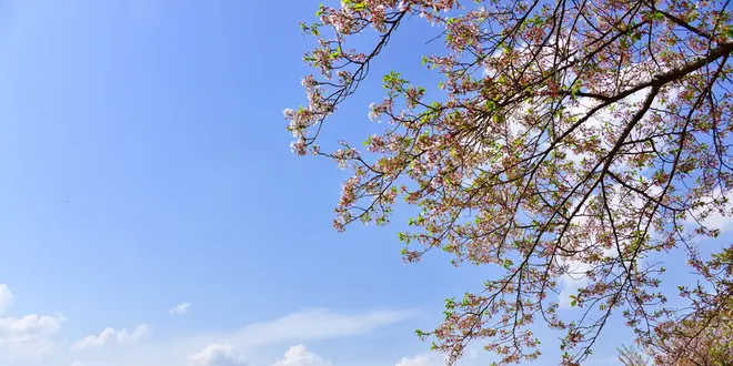 【春の熊本観光スポット20選】春の季節だからこそ行きたい人気の観光スポットランキングを発表！