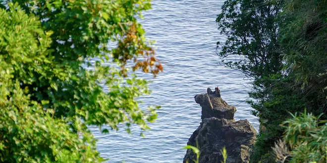 【佐渡西海岸ドライブ】海に浮かぶ岩が○○（キリン・猫・犬　etc）に見える！絶景＆可愛いカフェも♪
