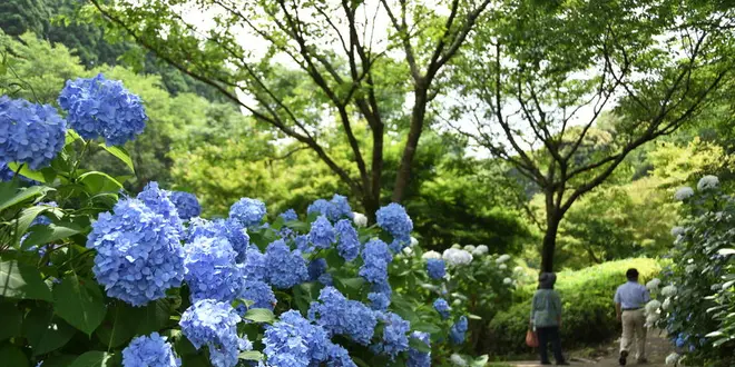 【宮崎夏の花旅】初夏の花を巡る🌻宮崎を色鮮やかに彩る花々を紹介します！