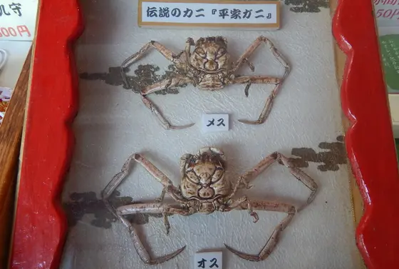 これがホンモノの「平家蟹」