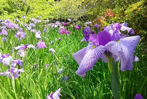 白や紫の花菖蒲