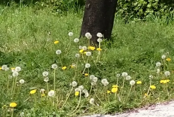 足元の草花