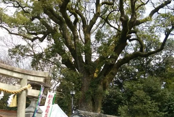 樹齢600年の大楠