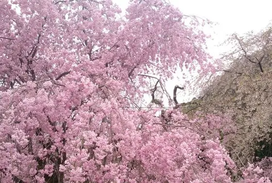 エドヒガンザクラと秩父紅しだれ桜