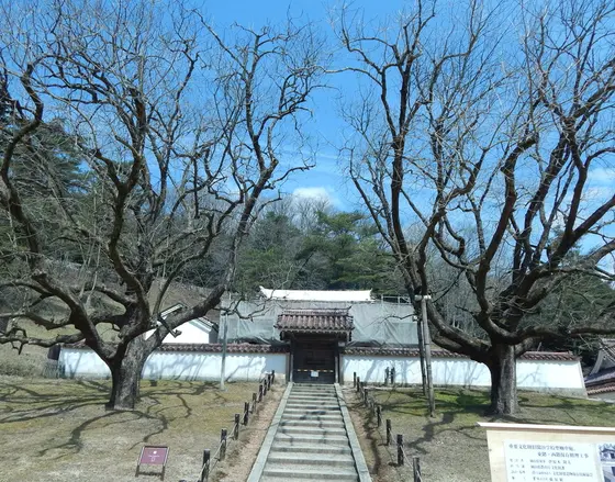 孔子廟と楷の木