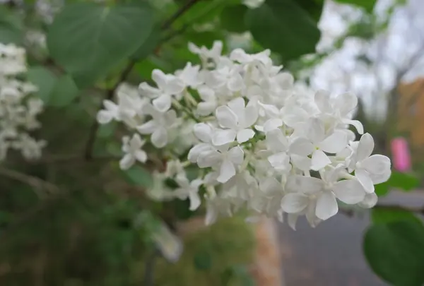 いつも花が咲いているの写真・動画_image_189106