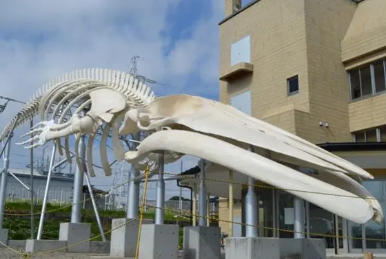 シロナガスクジラ骨格標本