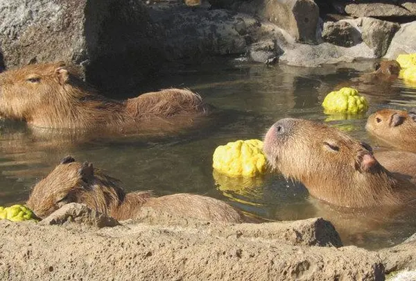 伊豆シャボテン動物公園